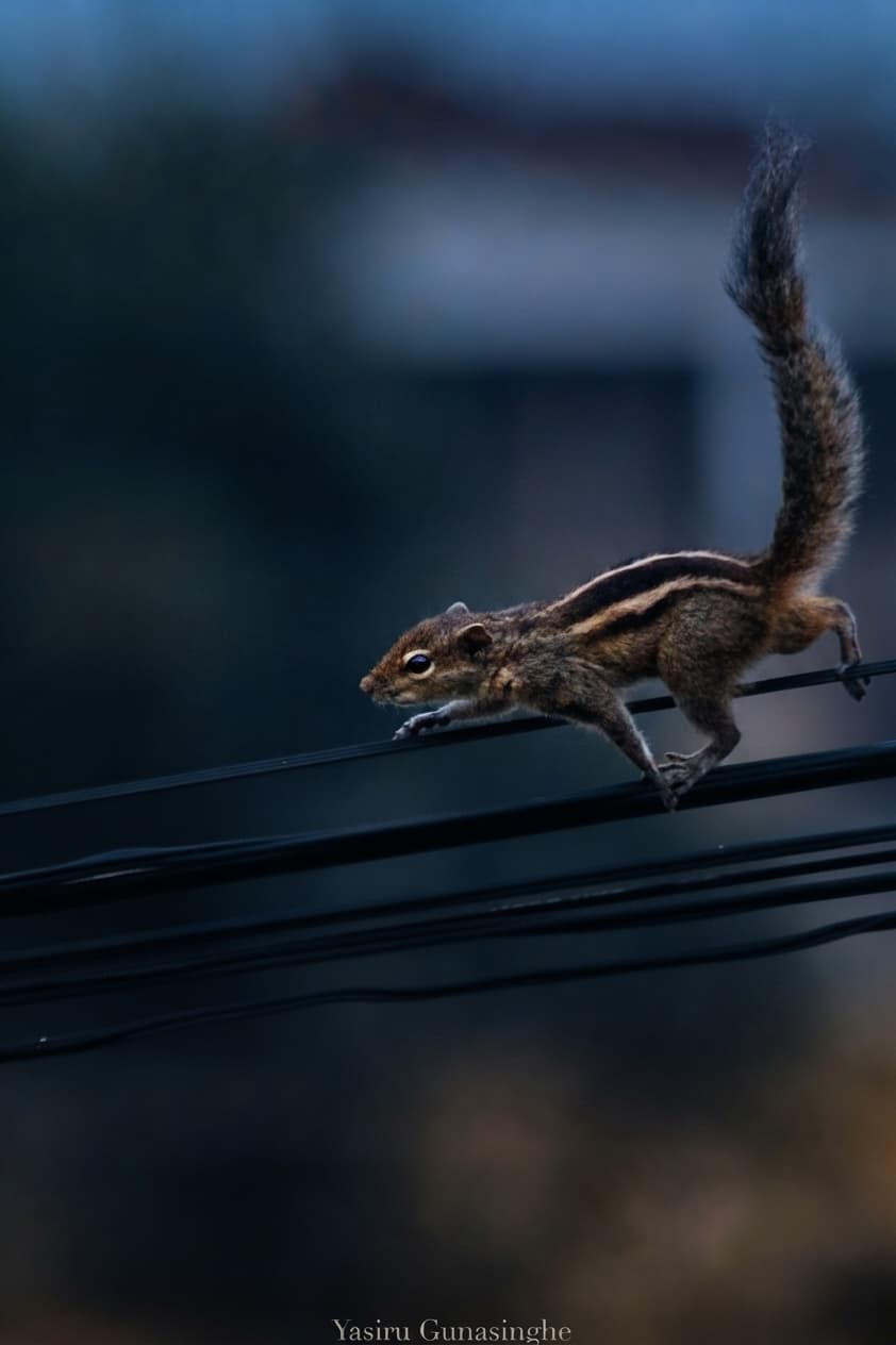 Palm Squirrel